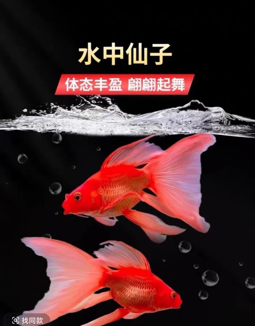 精品红色蝴蝶鲤大鳍大尾冷水观赏鱼