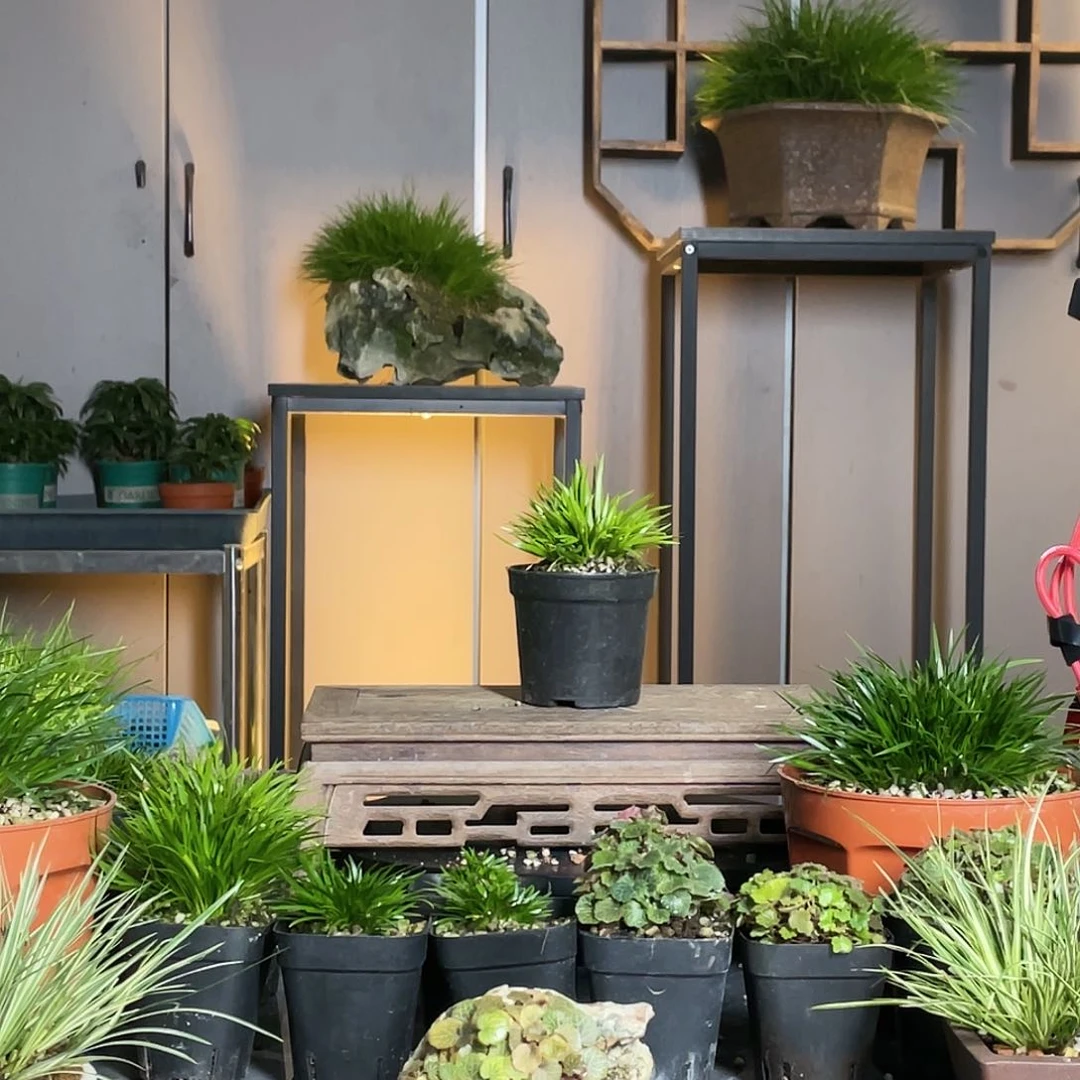 【闪购商品】不开花植物