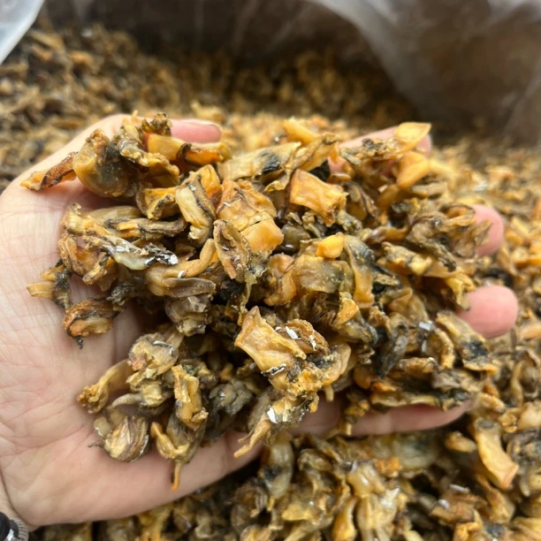 2025新货蛏干碎片，有尾沙蛏干碎，不骗人，介意的勿拍