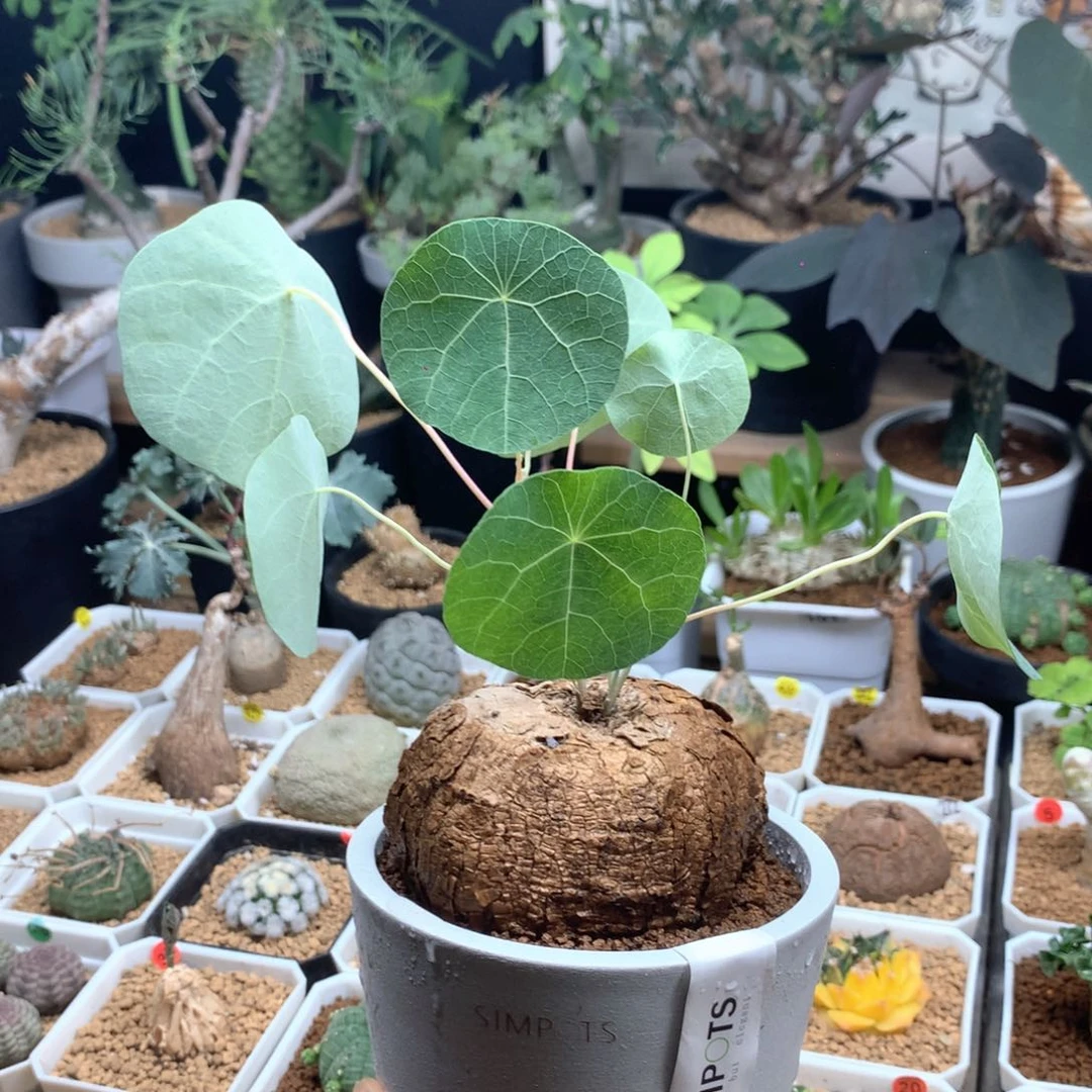 蓝叶山乌龟带盆多肉