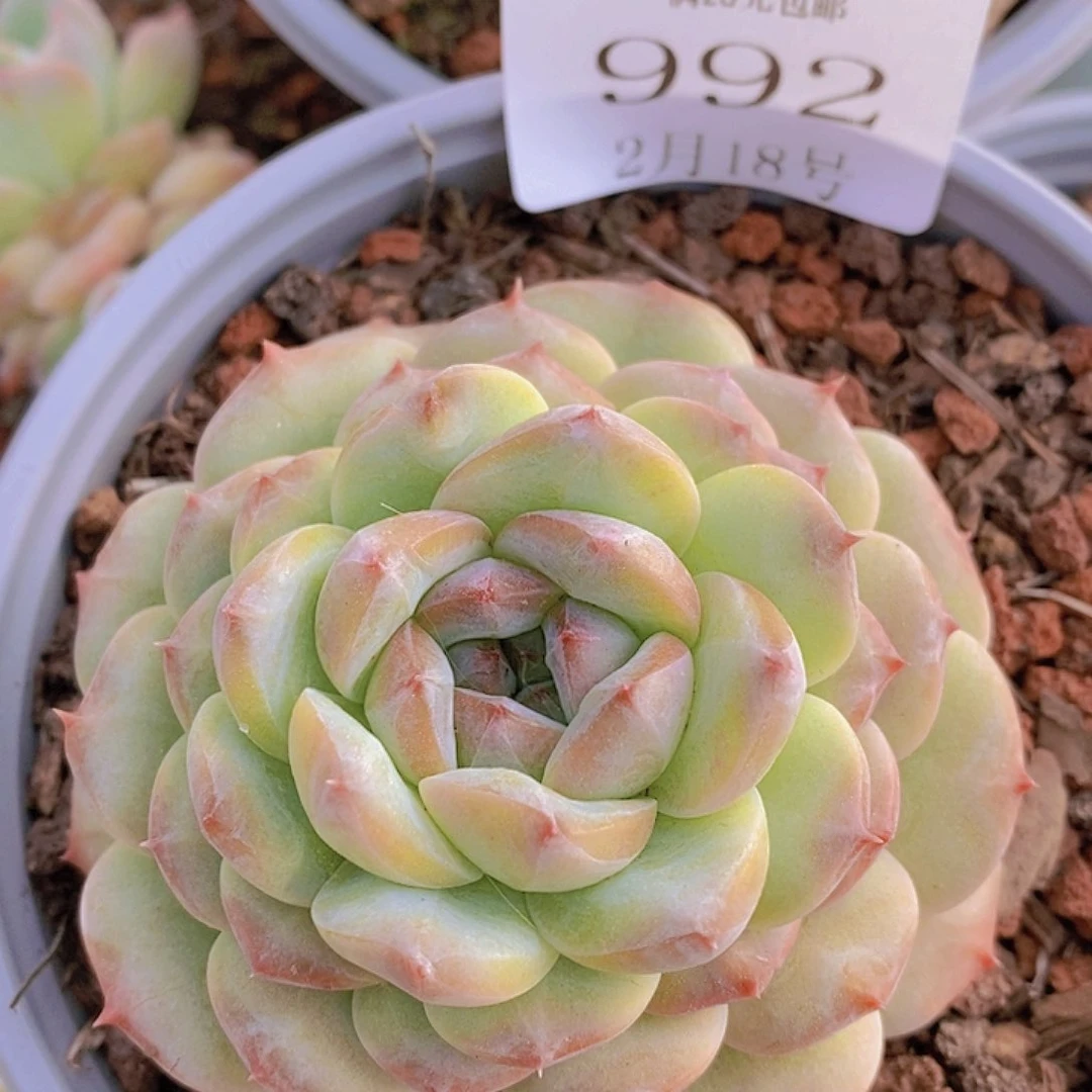 【闪购商品】云992