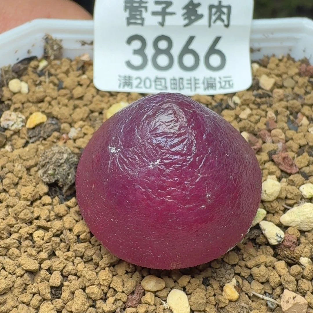 灯泡2.5带盆土福利