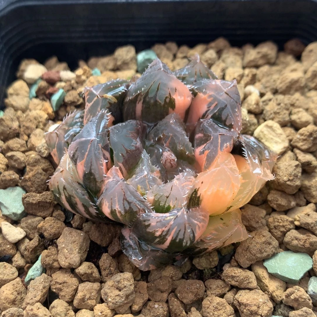 刺玉露锦一物一拍