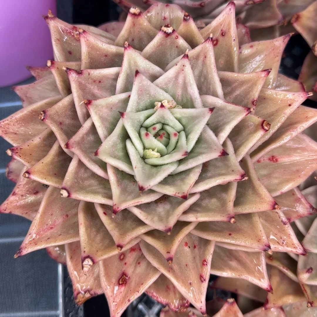 从前慢甄选多肉编号星星锦