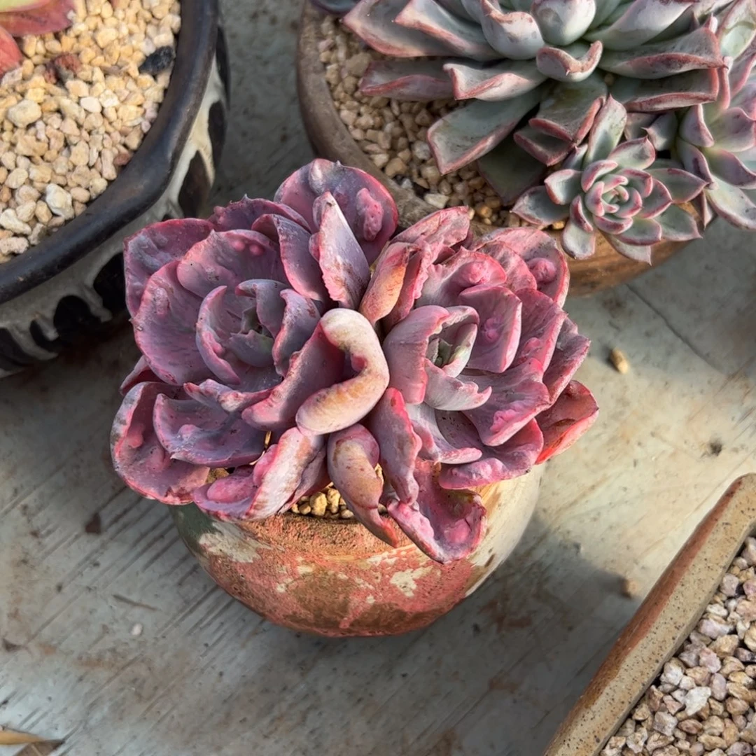 雨滴锦有砍18 零零多肉植物