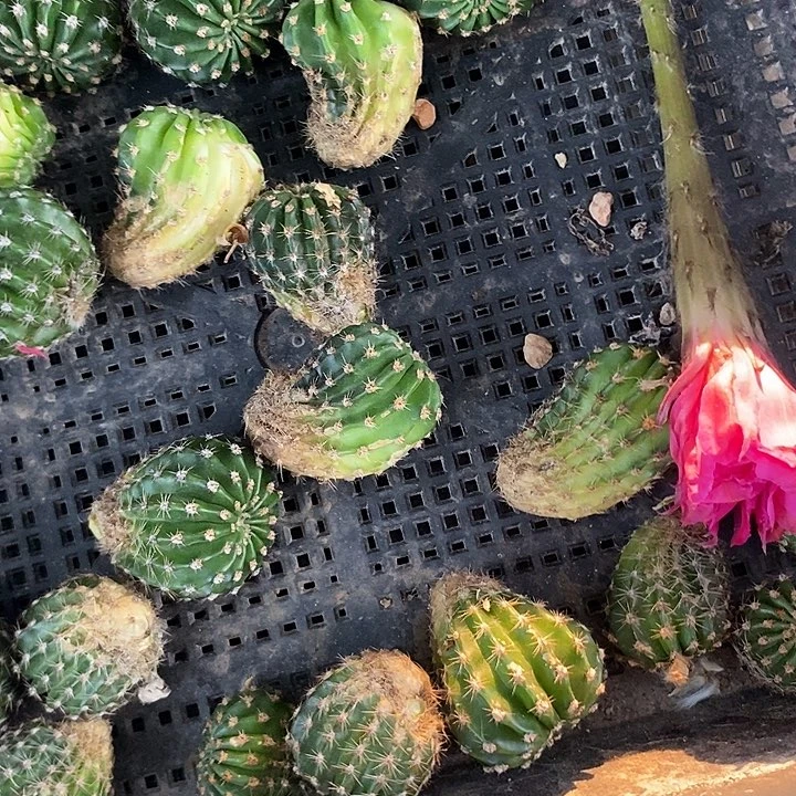 浓桃筋彩草侧芽，一单包邮