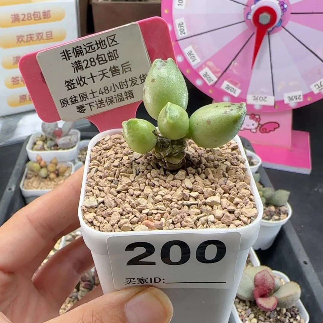 200黄金海报多肉植物