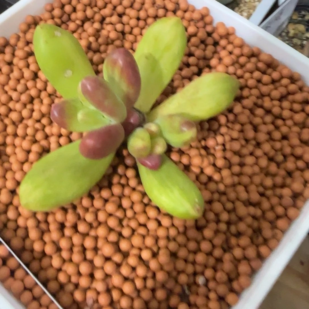 ?***YTjy多肉植物锦