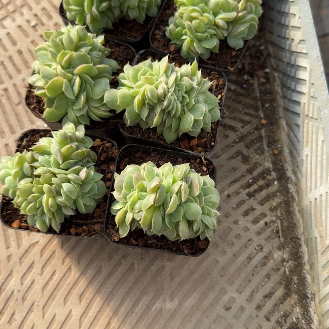 无花朵昂斯诺缀化带盆
