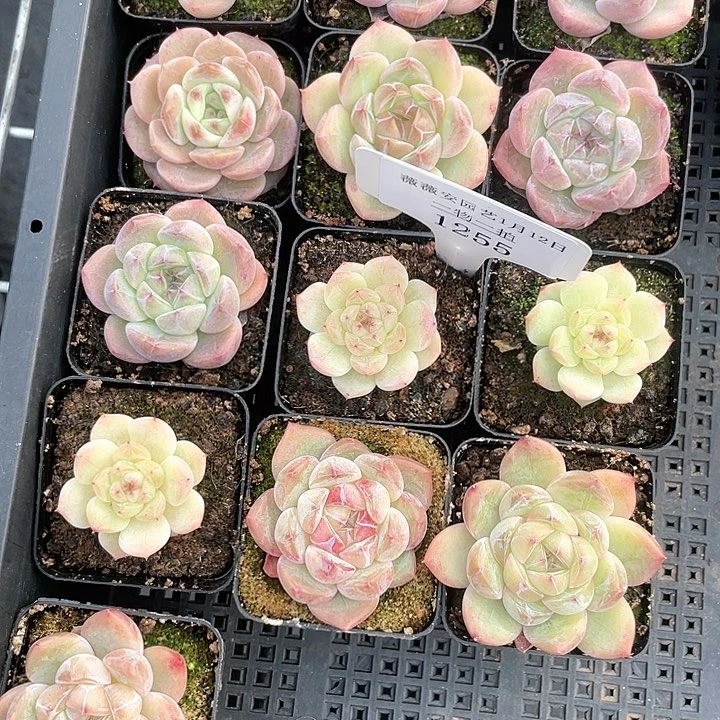 薇薇安园艺多肉1255