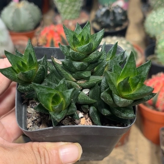 完全开放九伦塔多肉植物