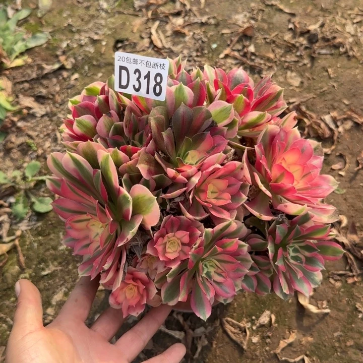 女巫……多肉植物……