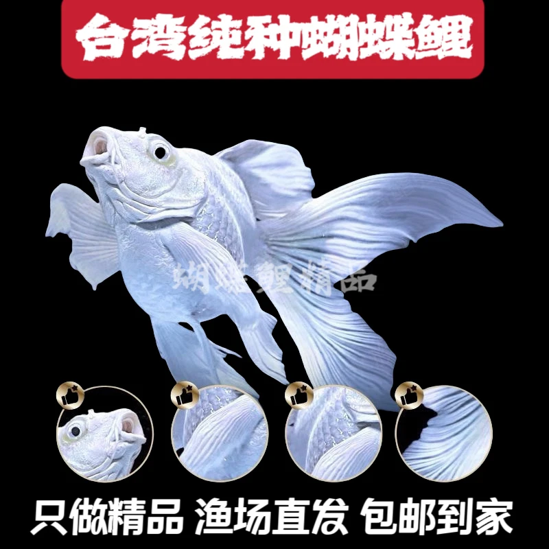 【尺寸以直播间为准】精品台湾蝴蝶鲤观赏鱼大鳍大尾顺丰包邮