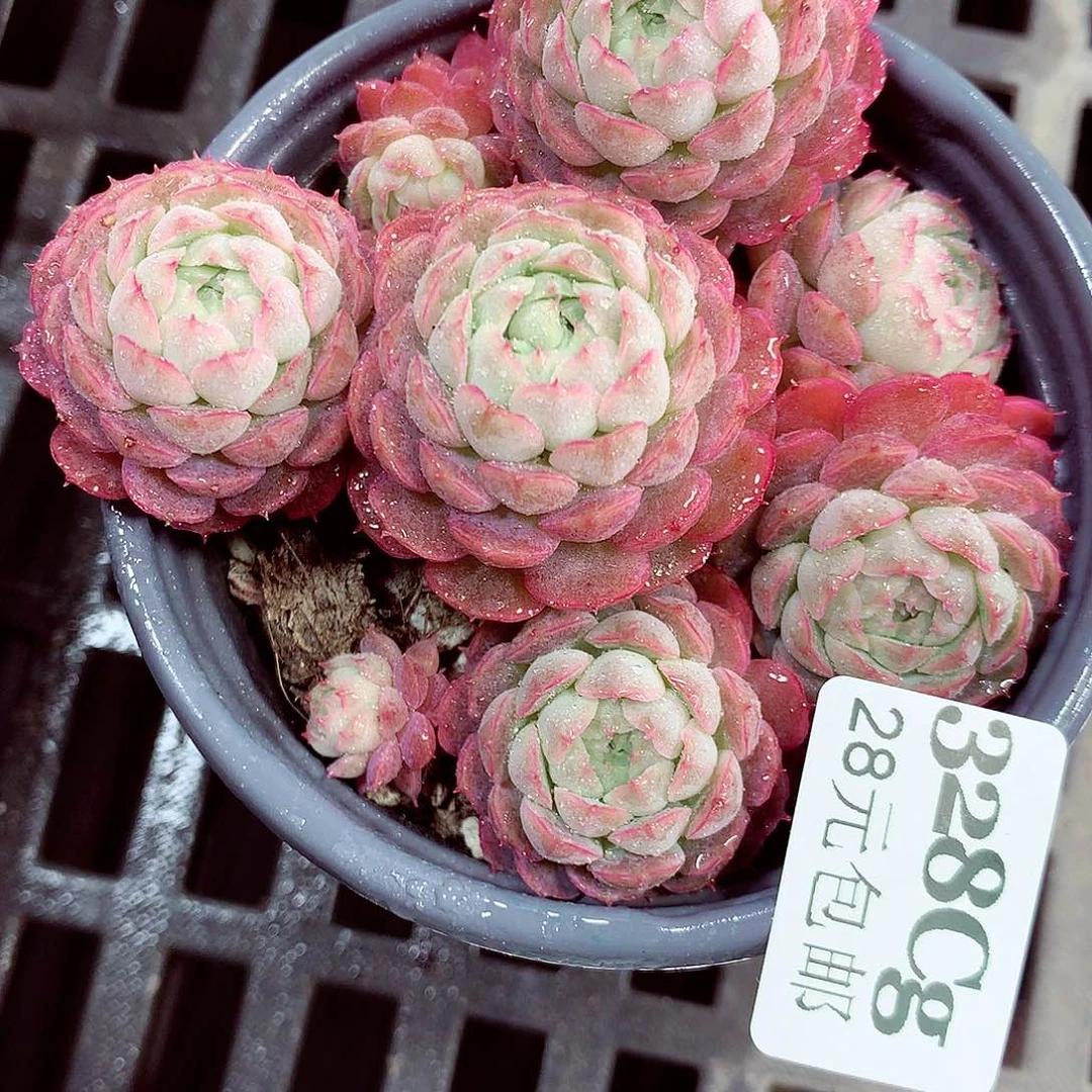 5厘米盆精控多肉328