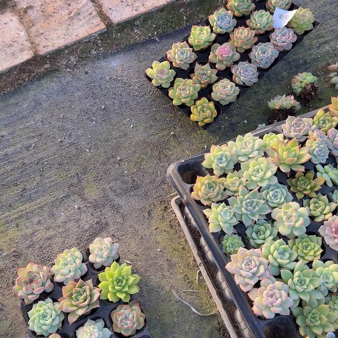 优选景天18颗福利量拍