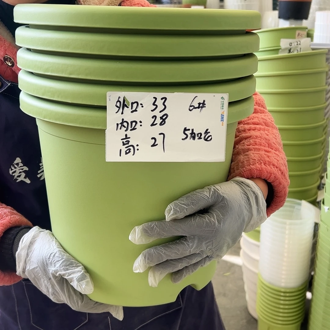 四季盆6#果绿色5个无托