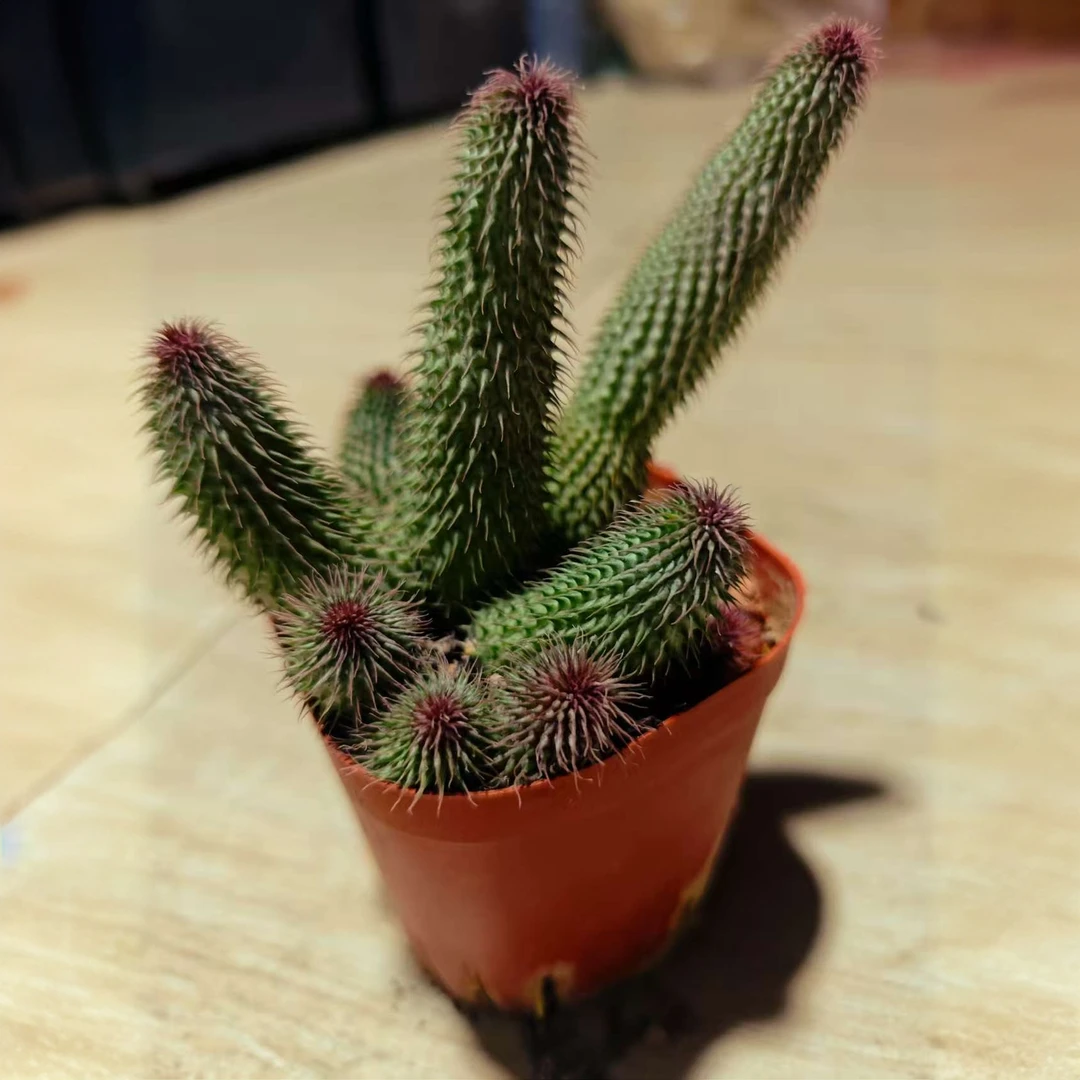 满18包邮（阿修罗）