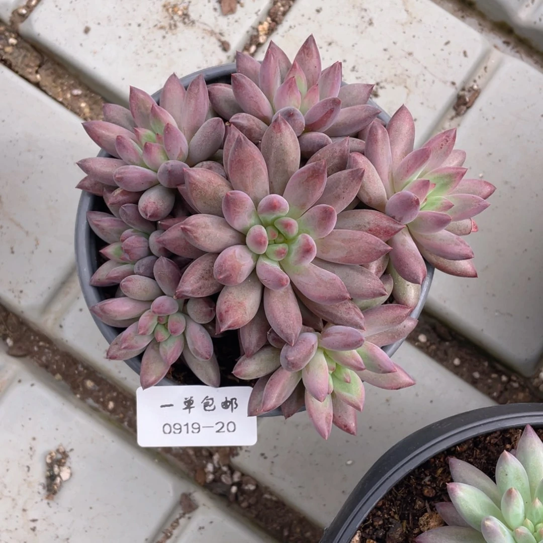 0919-20-虞。。。，。，