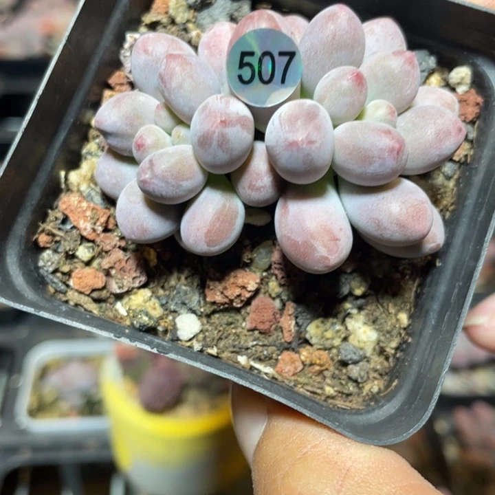 仙子奶酪多肉植物
