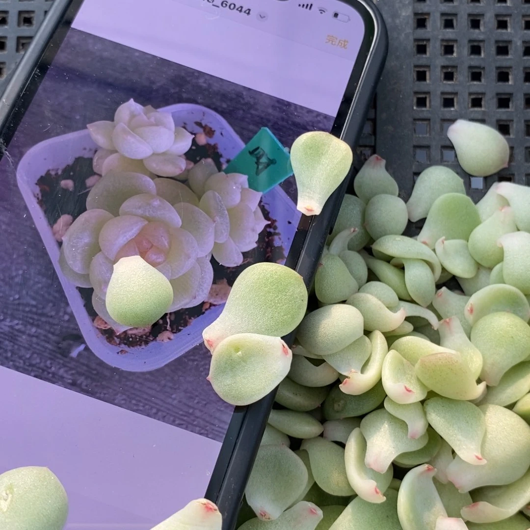 财富1纯叶片一片