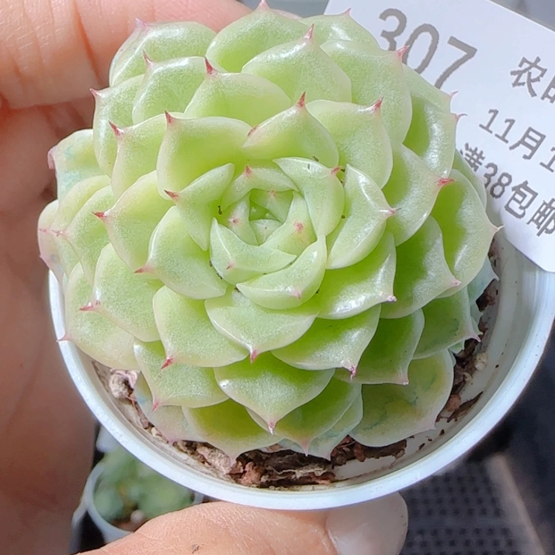 1113-307优选麦杆