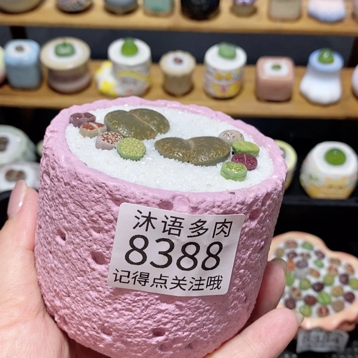 小***₎带盆土植物 精美盆栽8388