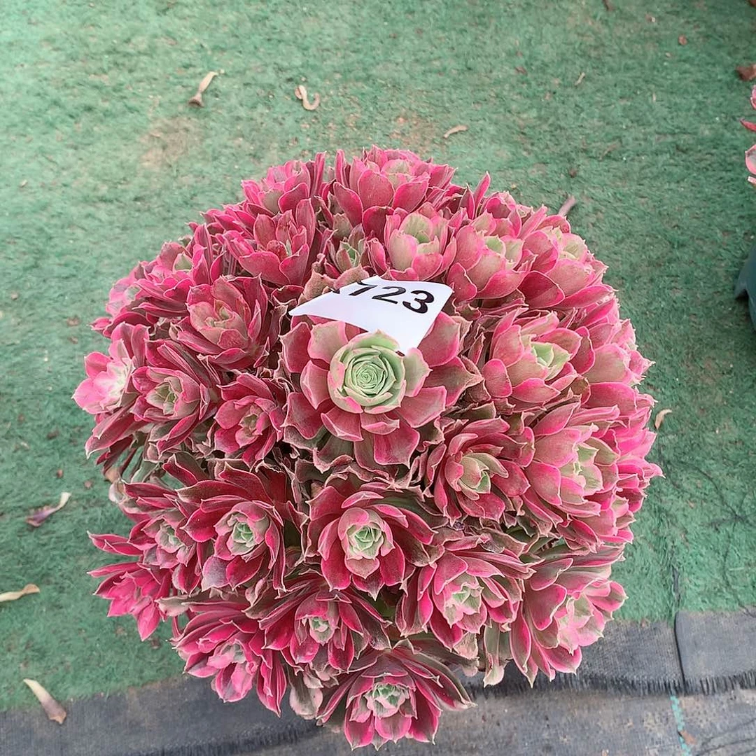 梧****T723浣纱绿体多肉植物