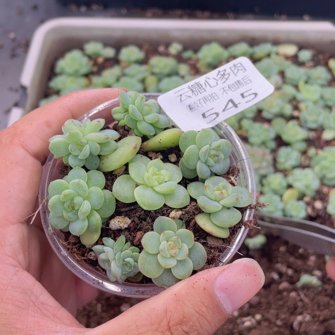 云糖心多肉植物545