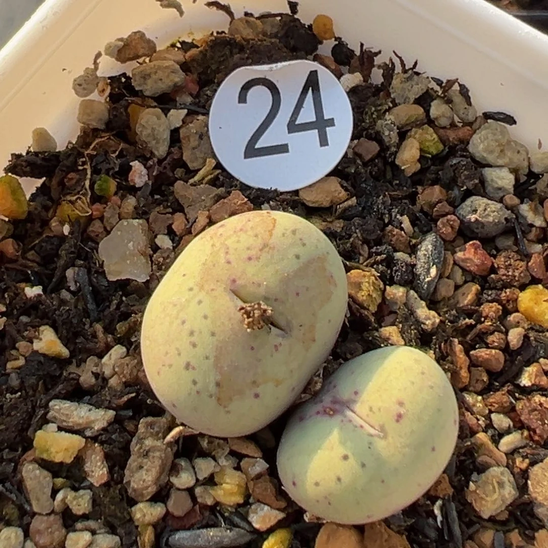 多肉植物111111111111