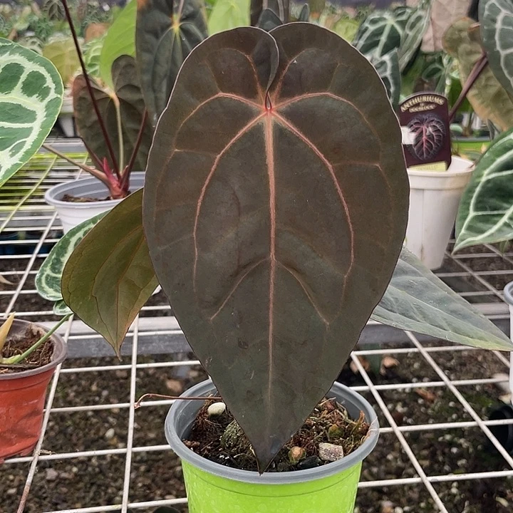 完全开放熙凤花烛