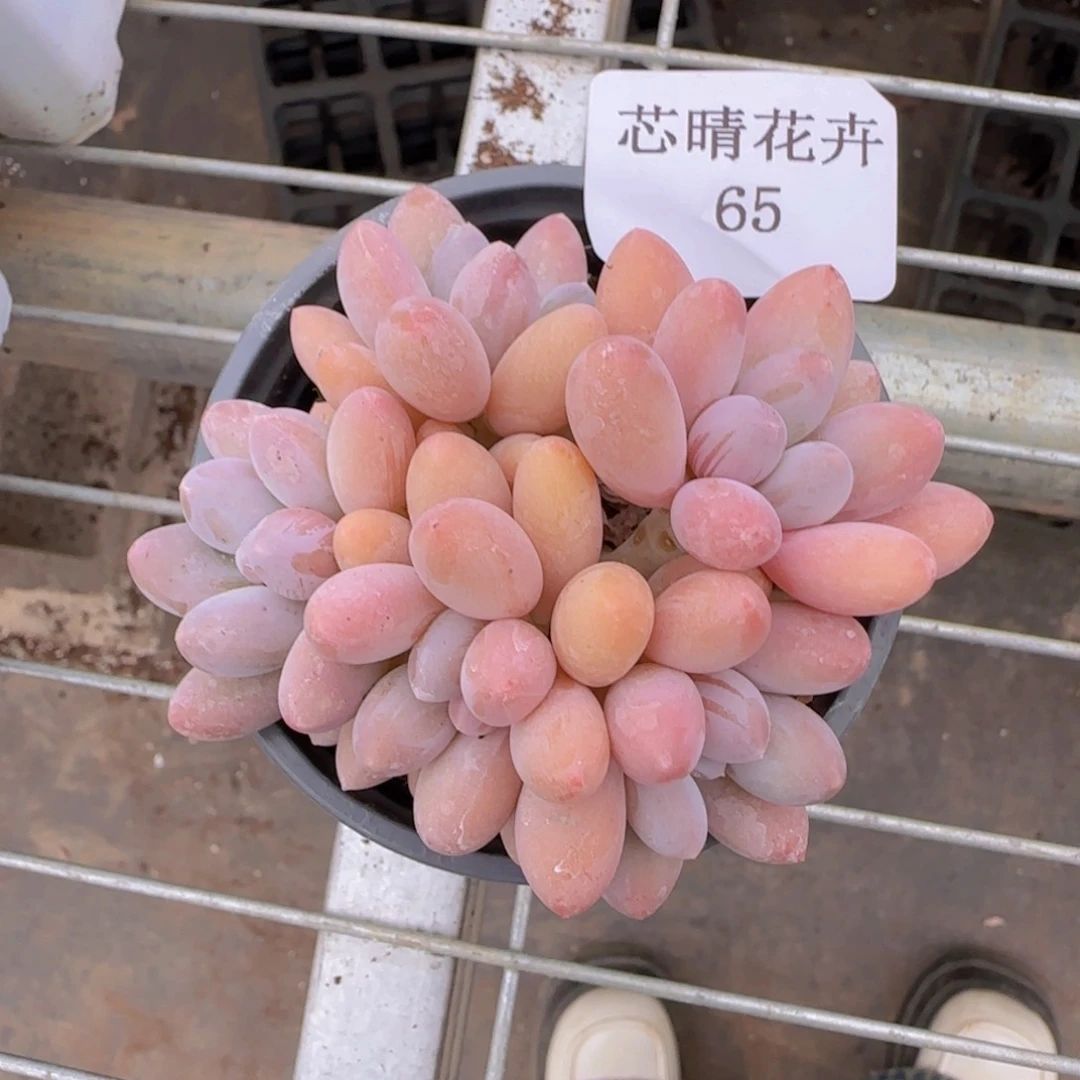 S**，多肉很小看清楚下单拒绝非品质售后65