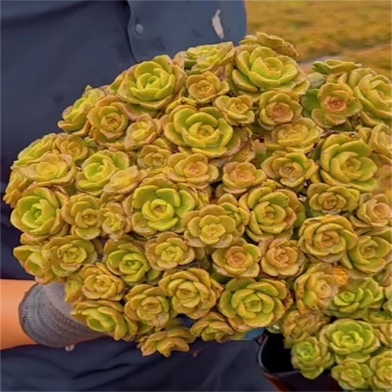 零花钱多肉  地栽百合丽丽  葡萄架   多肉植物