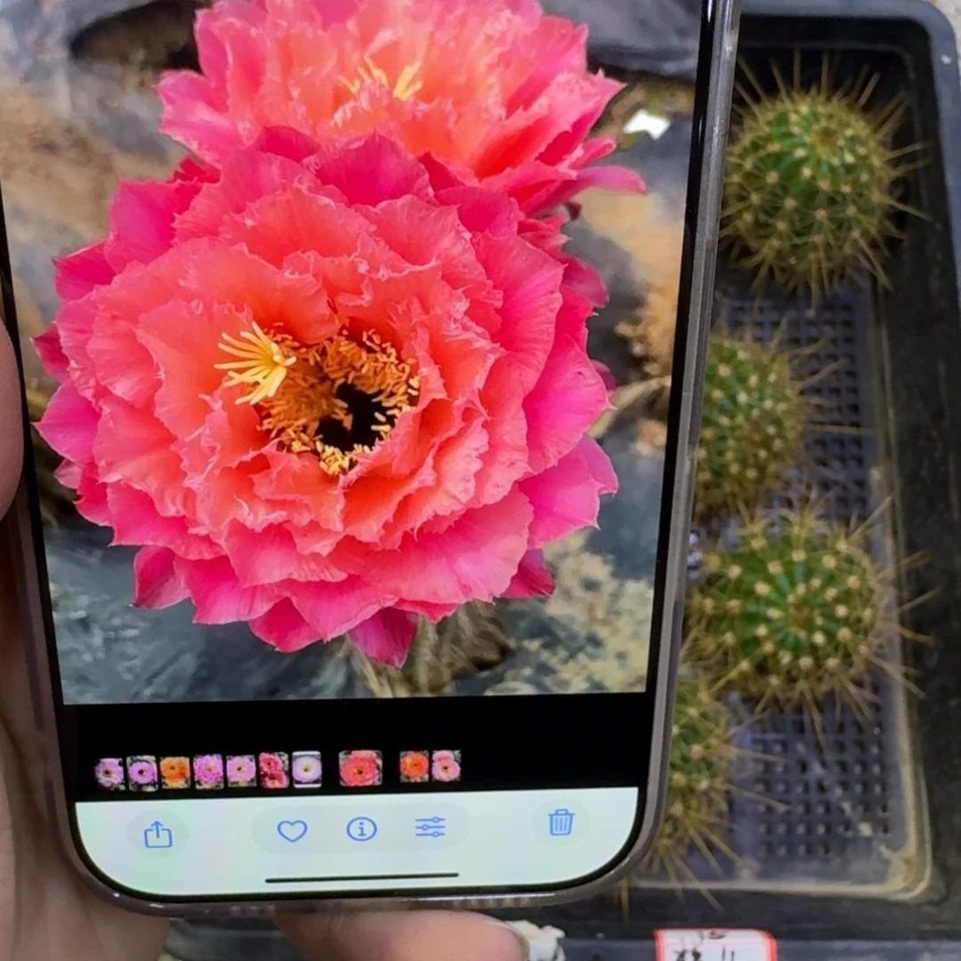 250毛柱4歪无根侧牙5公分左右