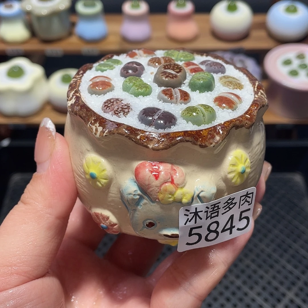 带盆土植物 一物一拍5845