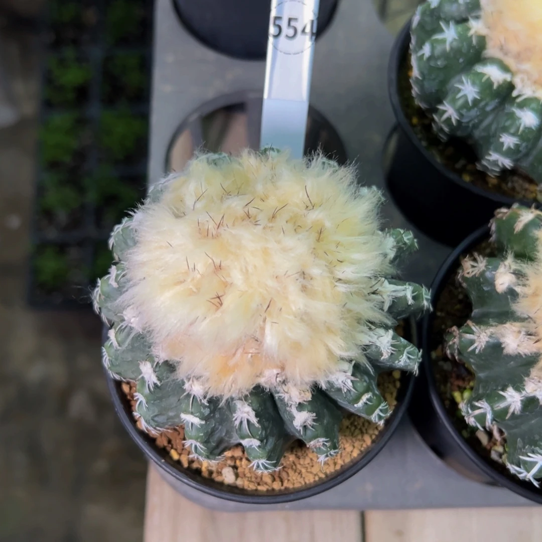 鑫***铺奇特球实生根多肉植物554