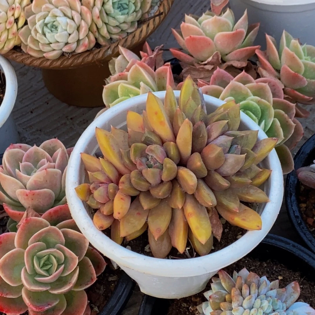 小*58包邮一物一拍多肉植物