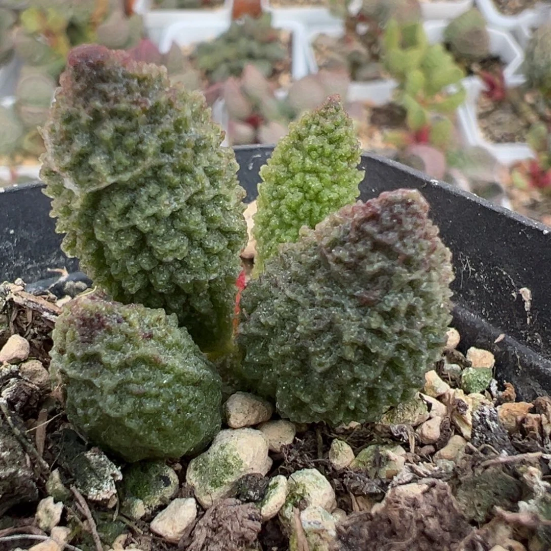 实生新品多肉植物水泡多肉植物