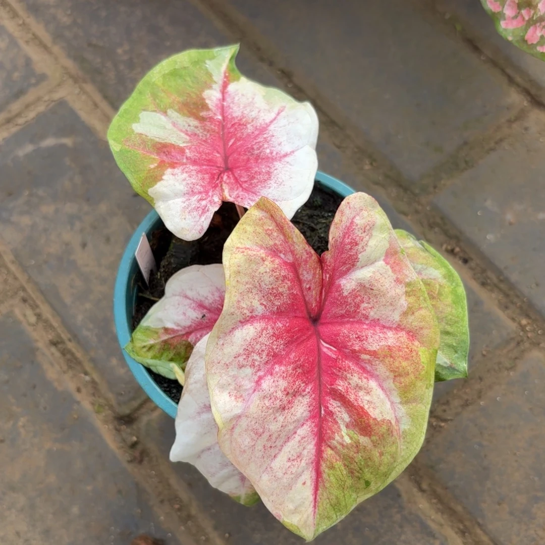 涅***槃月亮光辉 泰国彩叶芋1130