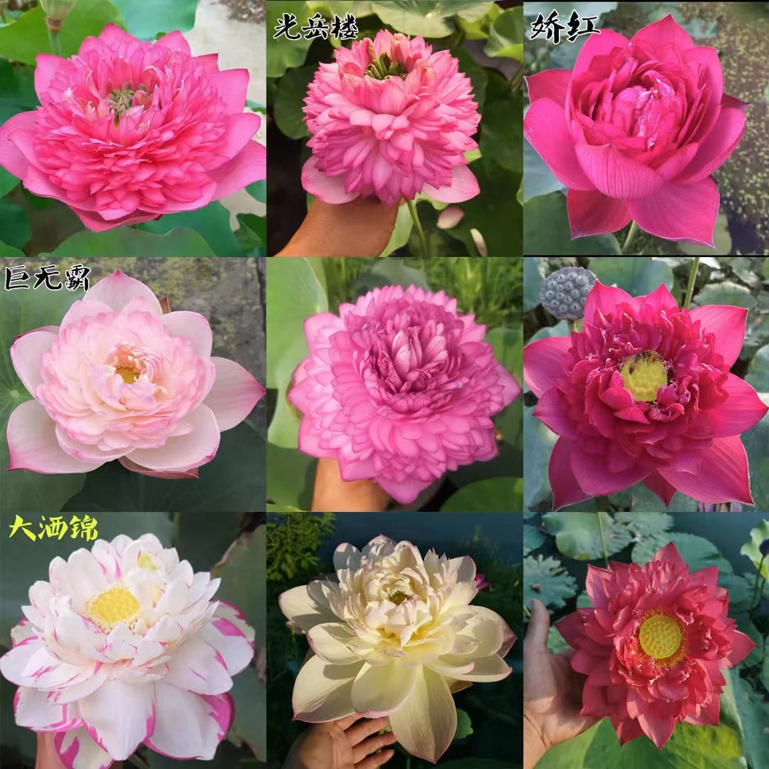 荷花种藕苗水培植物阳台庭院种植大型观赏池塘观赏荷花莲藕苗荷花