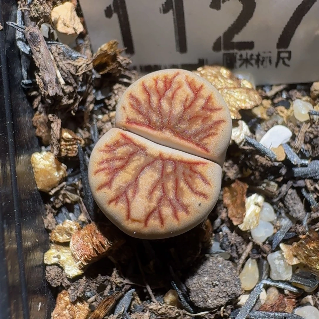 zzzz精品生石花1127