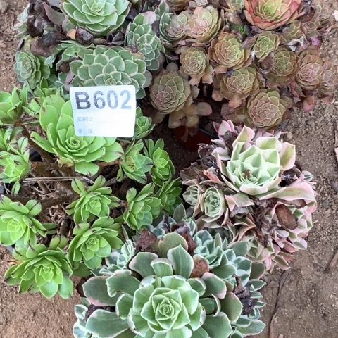 602五颗法师多肉植物