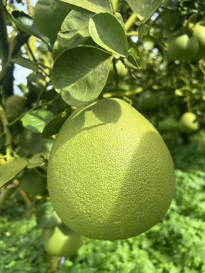 傣柚！原生态傣家种植傣柚，酸酸甜甜爽口夏季必备水果！
