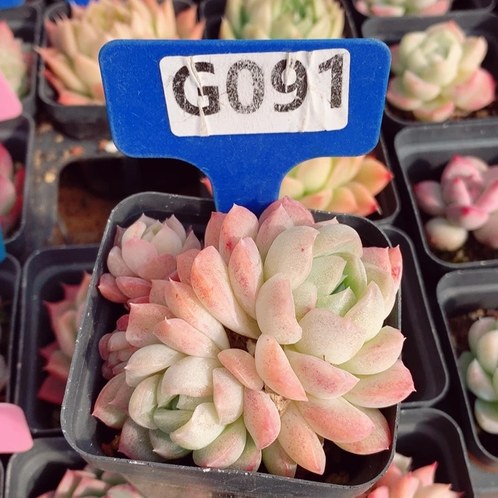 福利7cm不包整群