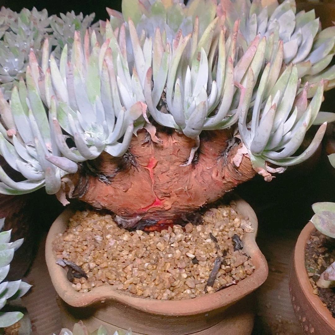 【闪购商品】阿瑞斯多肉2335