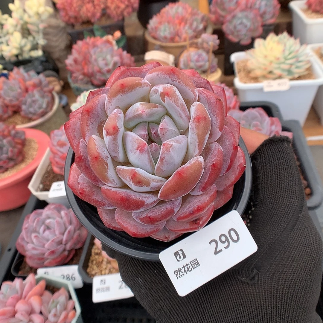 290粉星影多肉植物6666