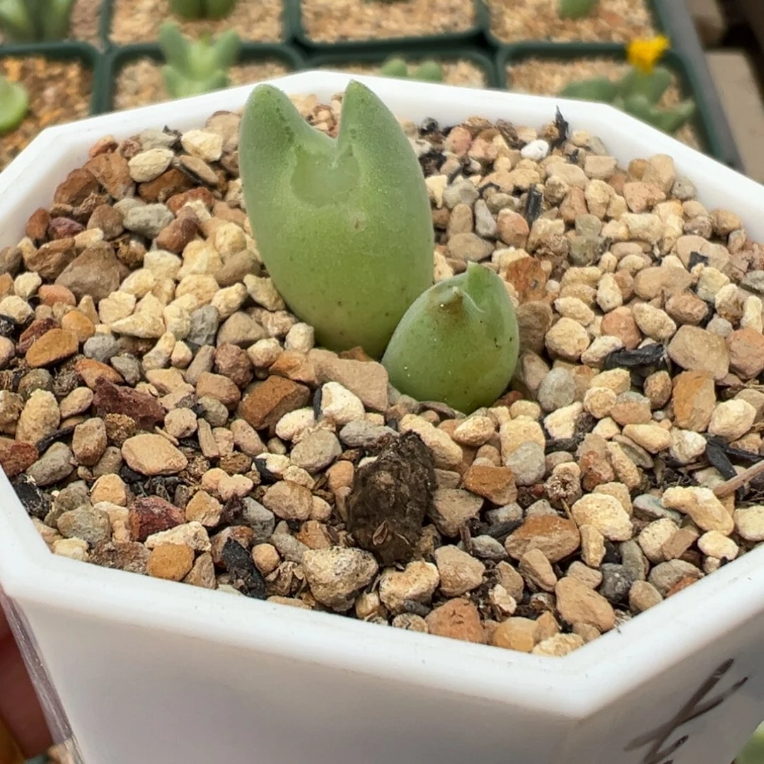 大眼睛龙猫体，一物一拍