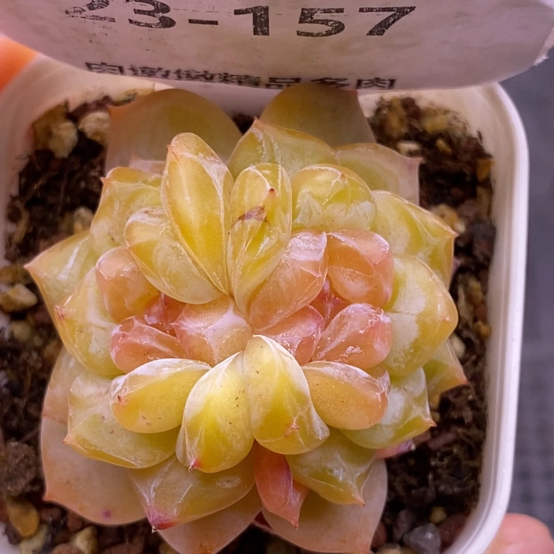 【闪购商品】23-157