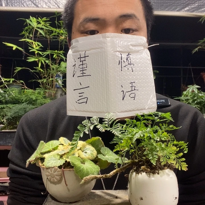 以实际为准盆景绿植盆栽115