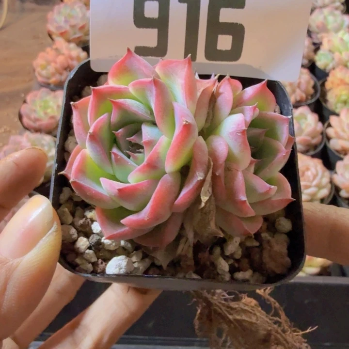 916.qqwwwwwwwwwwwww