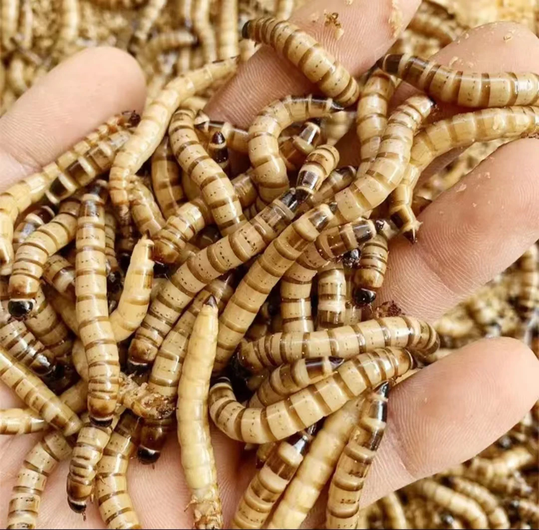 新鲜冷冻大麦虫活体速冻食用昆虫油炸烧烤高蛋白质超级面包黄粉虫